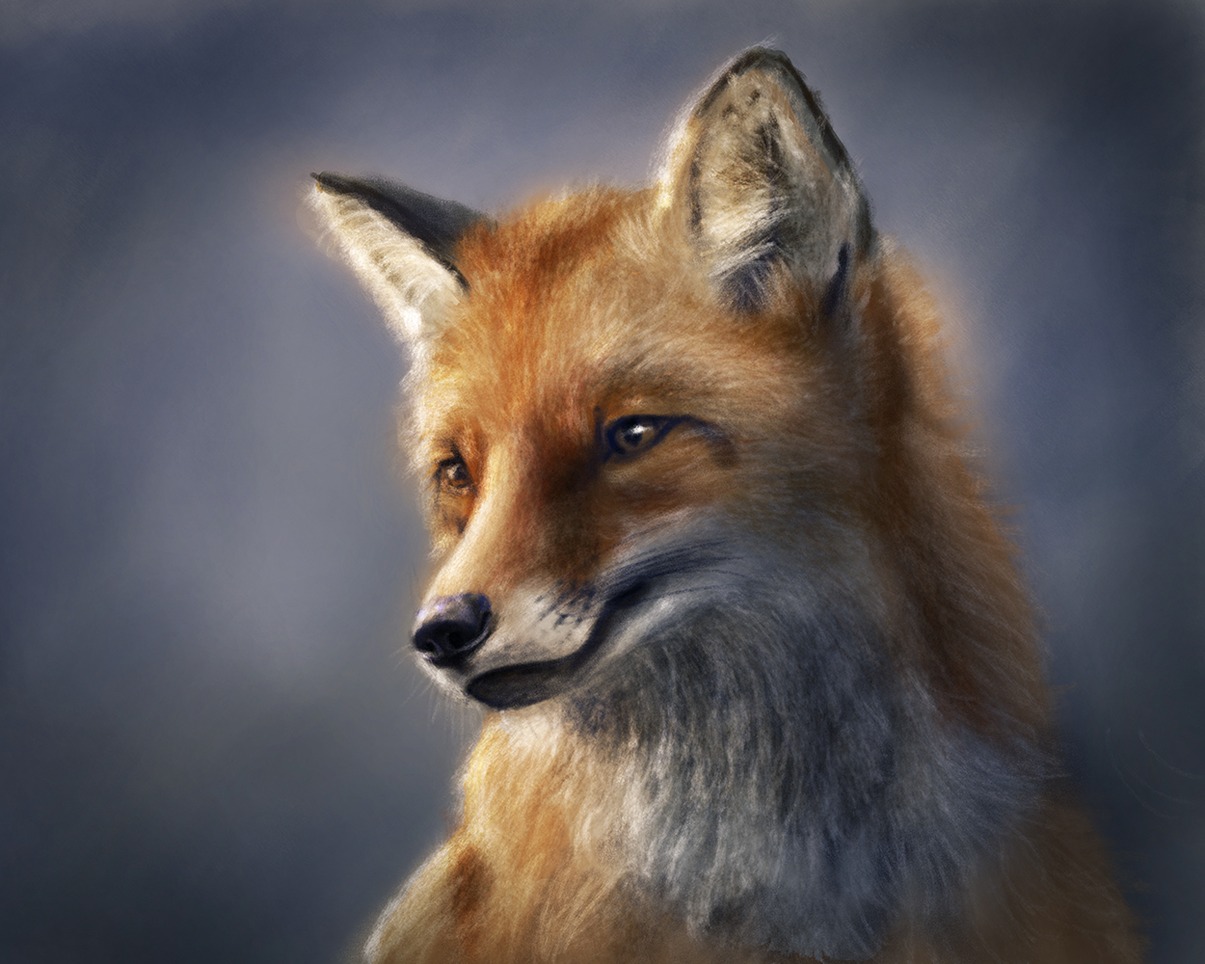 Head of a fox